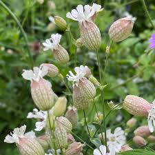 Attēlu rezultāti vaicājumam “Silene vulgaris bud”