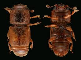 Attēlu rezultāti vaicājumam “Priobium carpini”