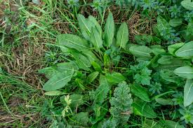 Image result for Sauerampfer