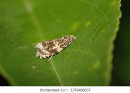 Attēlu rezultāti vaicājumam “Agrochola litura imago”