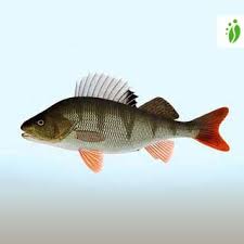 Image result for Perca fluviatilis