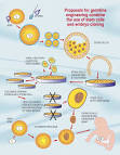 Human Cloning and Genetic Modification