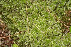 Attēlu rezultāti vaicājumam “Plagiomnium undulatum sporophyte”