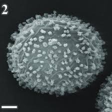 Attēlu rezultāti vaicājumam “Didymium crustaceum macro”