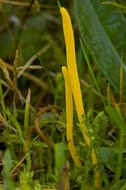 Attēlu rezultāti vaicājumam “Clavulinopsis helvola”