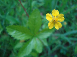 Attēlu rezultāti vaicājumam “Potentilla reptans bud”