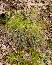 Attēlu rezultāti vaicājumam “Carex globularis”