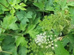 Attēlu rezultāti vaicājumam “Heracleum”