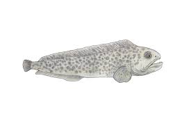 Image result for Anarhichas minor