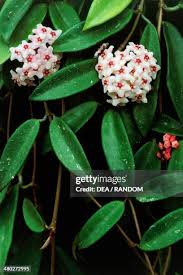 Attēlu rezultāti vaicājumam “Asclepiadaceae”