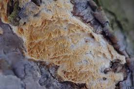 Attēlu rezultāti vaicājumam “Ceriporiopsis resinascens”