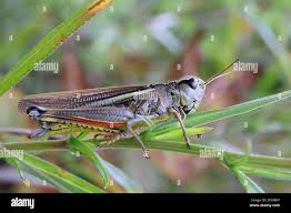 Attēlu rezultāti vaicājumam “Stethophyma grossum”