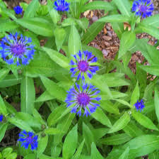 Attēlu rezultāti vaicājumam “Centaurea scabiosa leaf”