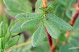 Attēlu rezultāti vaicājumam “Pentaphylloides fruticosa leaf”