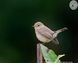 Image result for Ficedula albicilla