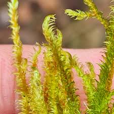 Attēlu rezultāti vaicājumam “Calliergonella lindbergii”