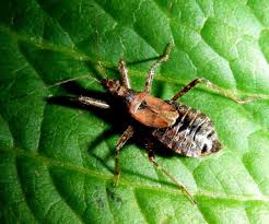 Attēlu rezultāti vaicājumam “Himacerus apterus”