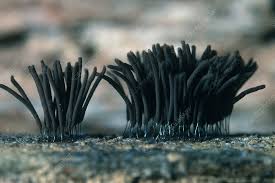 Attēlu rezultāti vaicājumam “Stemonitis fusca”