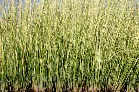 Attēlu rezultāti vaicājumam “Schoenoplectus lacustris subsp. lacustris”