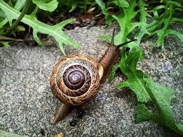 Attēlu rezultāti vaicājumam “Arianta arbustorum”