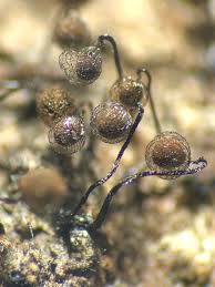 Attēlu rezultāti vaicājumam “Cribraria cancellata var. fusca stalked”