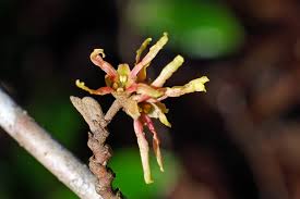 Attēlu rezultāti vaicājumam “Hamamelis virginiana bud”