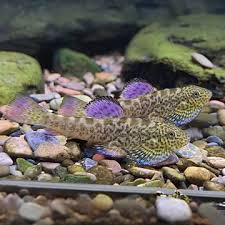 Attēlu rezultāti vaicājumam “Siphoptychium violaceum macro”