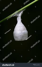 Attēlu rezultāti vaicājumam “Agroeca brunnea”