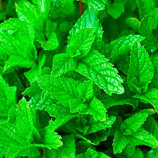 Attēlu rezultāti vaicājumam “Mentha spicata leaf”