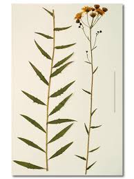 Attēlu rezultāti vaicājumam “Hieracium umbellatum bud”