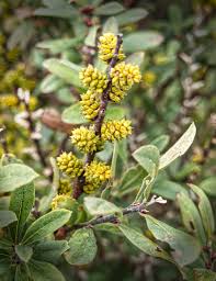 Attēlu rezultāti vaicājumam “Myrica gale fruit”