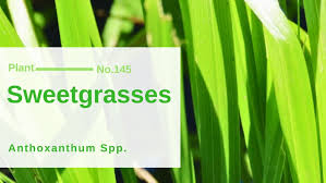 Attēlu rezultāti vaicājumam “Gramineae”