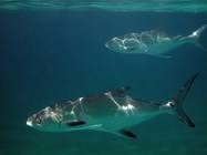 Image result for Lichia amia