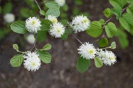 Attēlu rezultāti vaicājumam “Fothergilla major”
