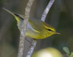 Image result for Phylloscopus ibericus