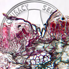 Attēlu rezultāti vaicājumam “Puccinia coronata”