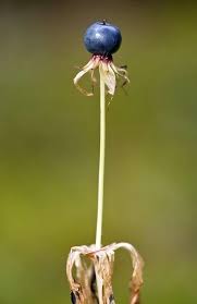 Attēlu rezultāti vaicājumam “Paris quadrifolia fruit”