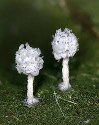 Attēlu rezultāti vaicājumam “Didymium sp.”