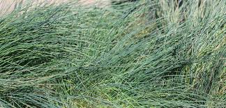 Attēlu rezultāti vaicājumam “Corynephorus canescens”