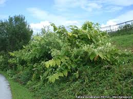 Attēlu rezultāti vaicājumam “Reynoutria sachalinensis”