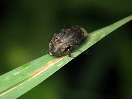 Attēlu rezultāti vaicājumam “Byrrhidae”