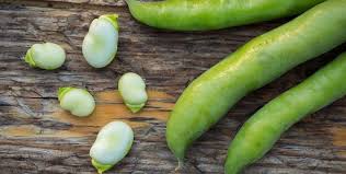 Attēlu rezultāti vaicājumam “Vicia faba”