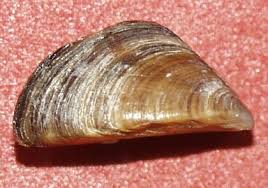 Attēlu rezultāti vaicājumam “Dreissena polymorpha”