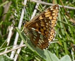 Attēlu rezultāti vaicājumam “Hamearis lucina underside”
