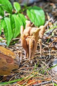 Attēlu rezultāti vaicājumam “Clavariadelphus ligula”