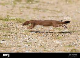 Attēlu rezultāti vaicājumam “Mustela erminea adult”