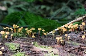 Attēlu rezultāti vaicājumam “Xeromphalina campanella”