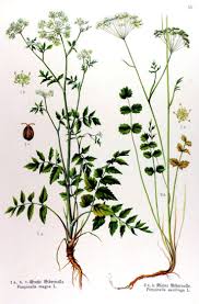 Image result for Pimpinella saxifraga