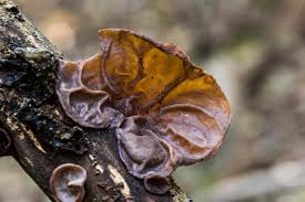 Attēlu rezultāti vaicājumam “Rhynchostegiella tenella macro”