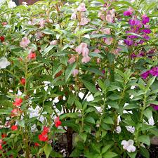 Image result for Impatiens balsamina